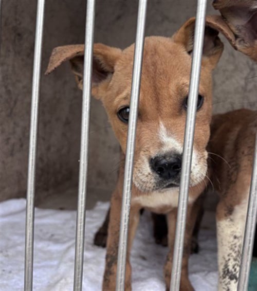 A474860 - Terrier available for adoption