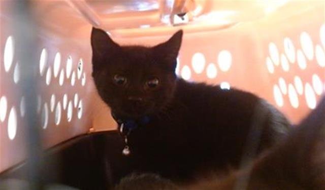 A468144 - Domestic Short Hair available for adoption