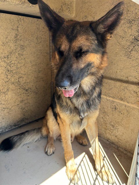 JAKE - German Shepherd Dog available for adoption