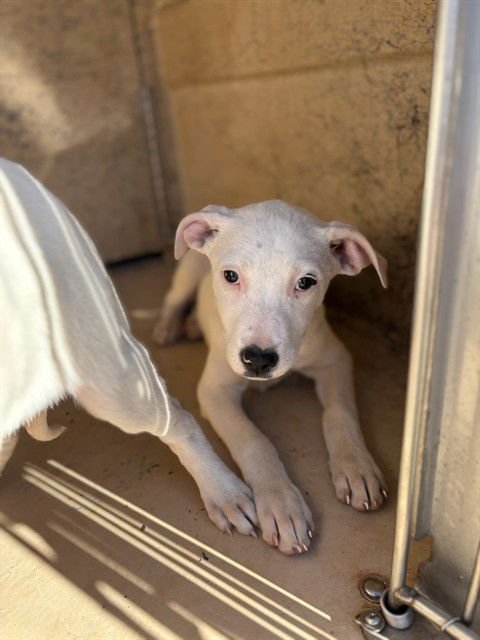 A468107 - Pit Bull Terrier available for adoption