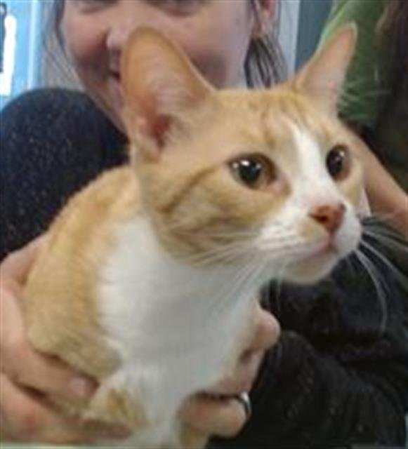 NAOMI - Domestic Short Hair available for adoption