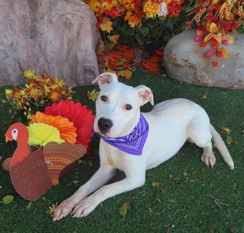MILKSHAKE - American Pit Bull Terrier available for adoption