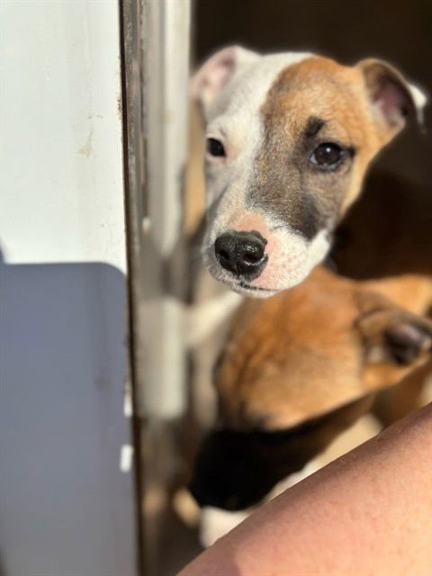 A468108 - Pit Bull Terrier available for adoption