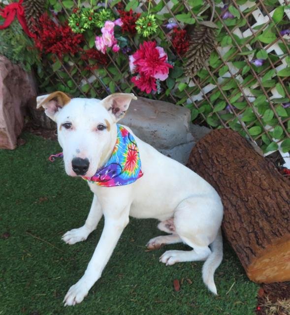 SNOWBALL - Bull Terrier available for adoption