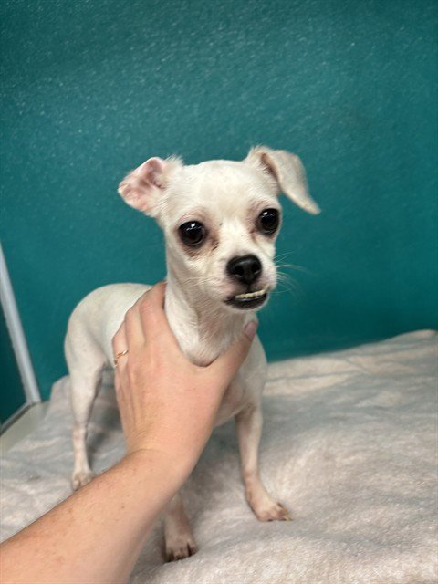 BAILEY - Chihuahua available for adoption