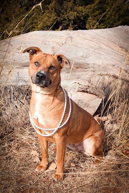 LYRA - Black Mouth Cur available for adoption