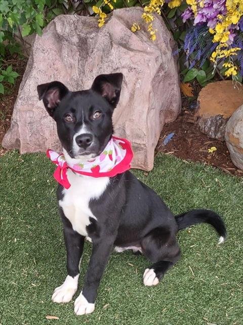 BEN - Australian Cattle Dog/Blue Heeler available for adoption