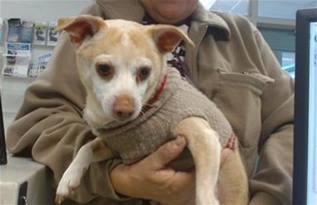 OAKEY - Chihuahua available for adoption
