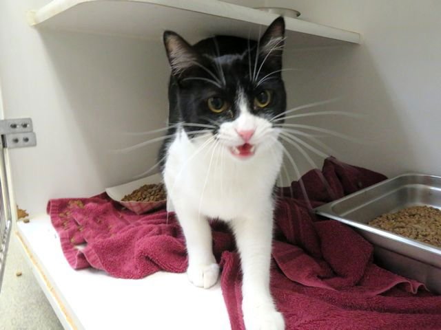 MILO - Domestic Short Hair available for adoption