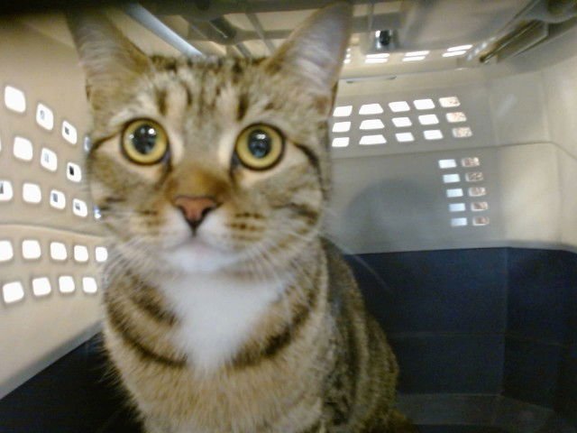 A468680 - Domestic Short Hair available for adoption