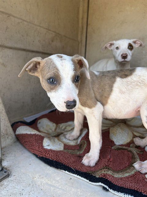 A468993 - Pit Bull Terrier available for adoption