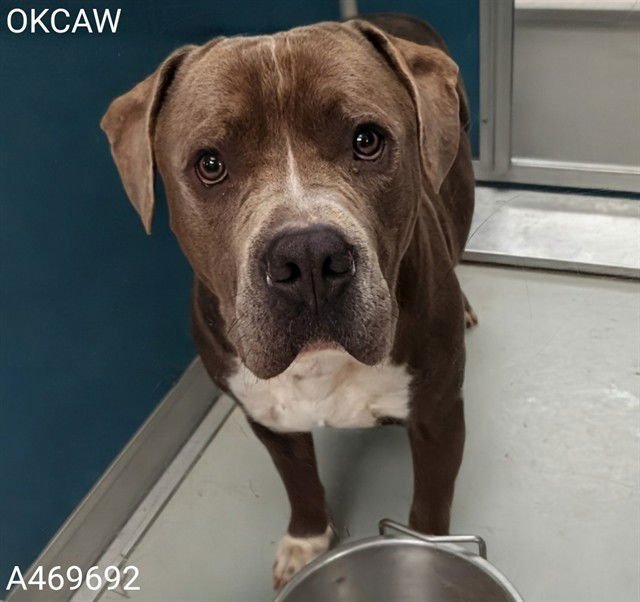 SPOONER - Pit Bull Terrier available for adoption