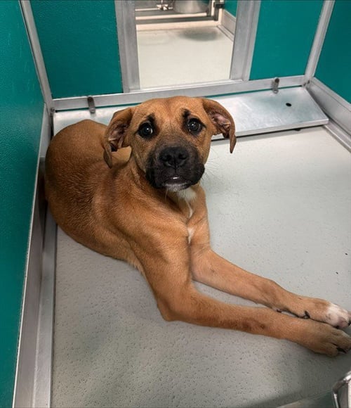ROSE PETAL - Boxer available for adoption
