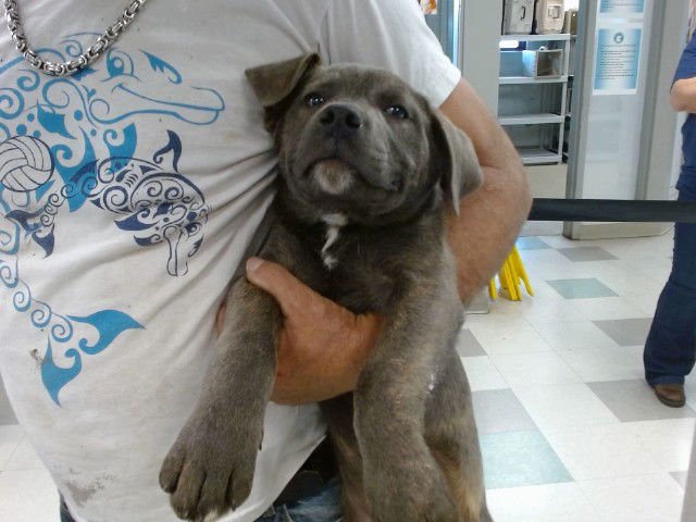 A468169 - Hound available for adoption