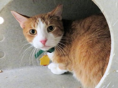 CORNBREAD - Domestic Short Hair for adoption in Oklahoma City