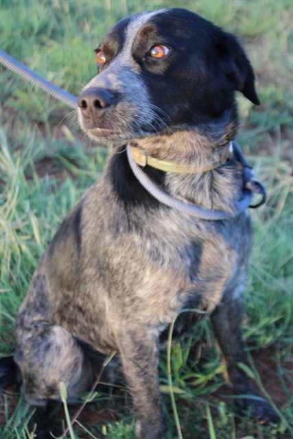 JUNIE - Pointer / Australian Cattle Dog/Blue Heeler available for adoption