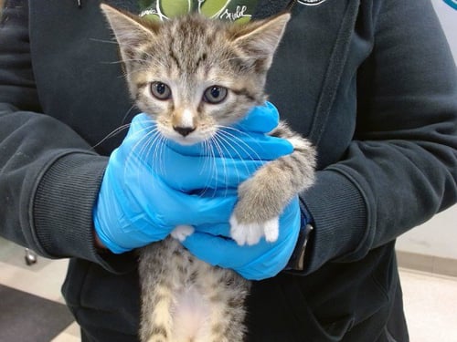 A474148 - Domestic Short Hair available for adoption