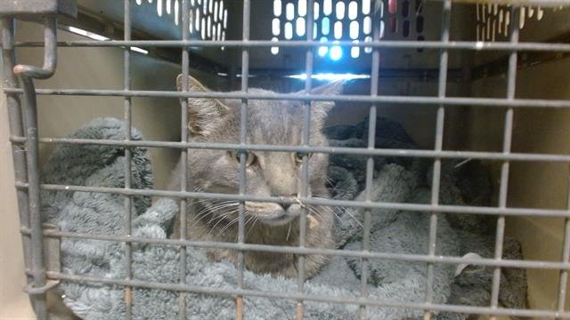 A468563 - Domestic Short Hair available for adoption