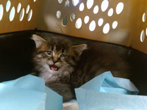 A473523 - Domestic Medium Hair for adoption in Norman