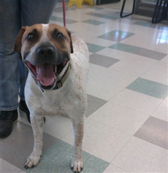 BUTTERS - Australian Cattle Dog/Blue Heeler available for adoption