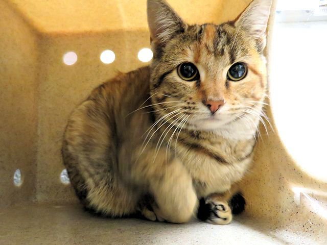 A468674 - Domestic Short Hair available for adoption