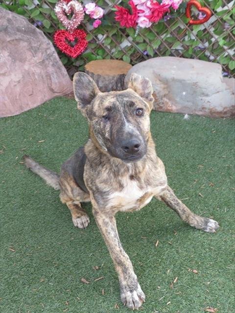WINKS - Dutch Shepherd available for adoption