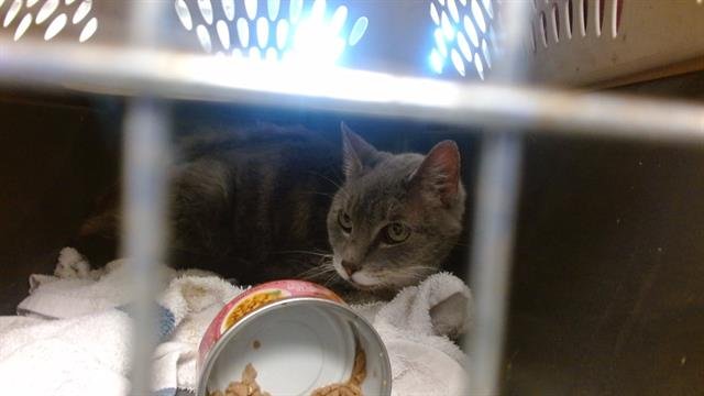 A469083 - Domestic Short Hair available for adoption