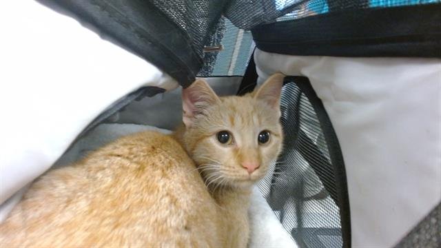 A467877 - Domestic Short Hair available for adoption