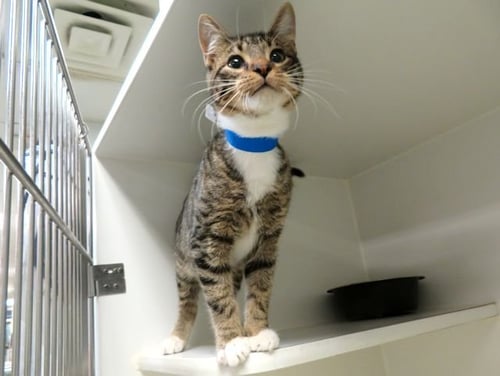 MEADOW - Domestic Short Hair available for adoption