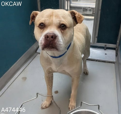 BOBBY - Pit Bull Terrier / Labrador Retriever available for adoption