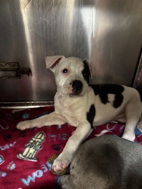 A468261 - American Pit Bull Terrier available for adoption