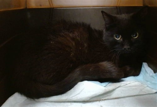 A477967 - Domestic Short Hair for adoption in Norman