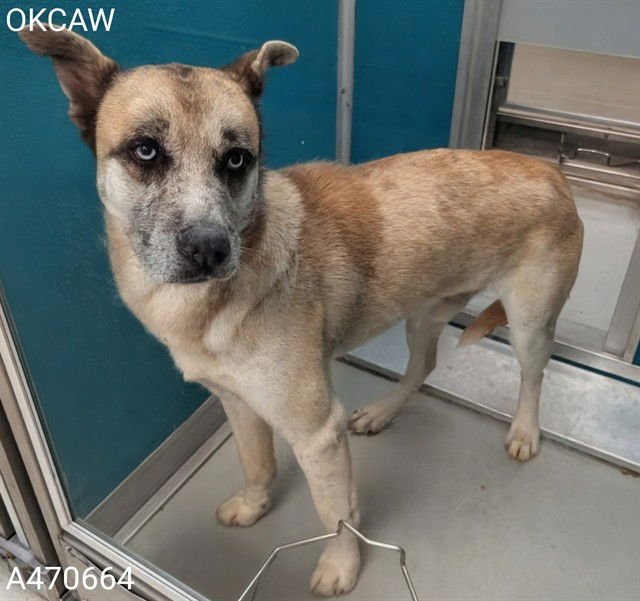 NICHOLAS - Siberian Husky / Catahoula Leopard Dog available for adoption