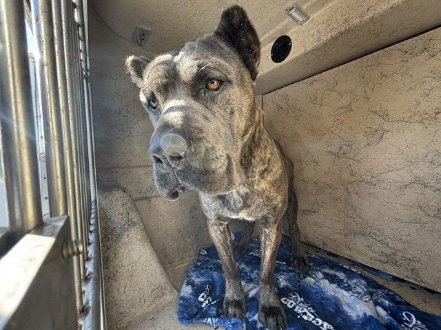 MORRIS - Cane Corso Mastiff available for adoption