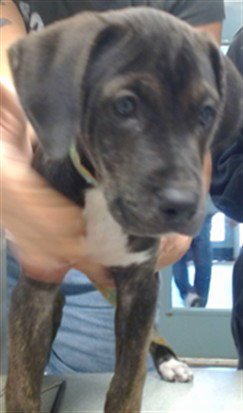 LUNA - Pit Bull Terrier available for adoption