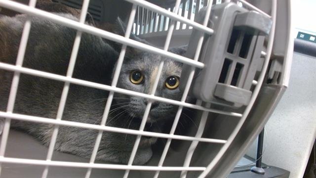 LUNA - Domestic Short Hair available for adoption