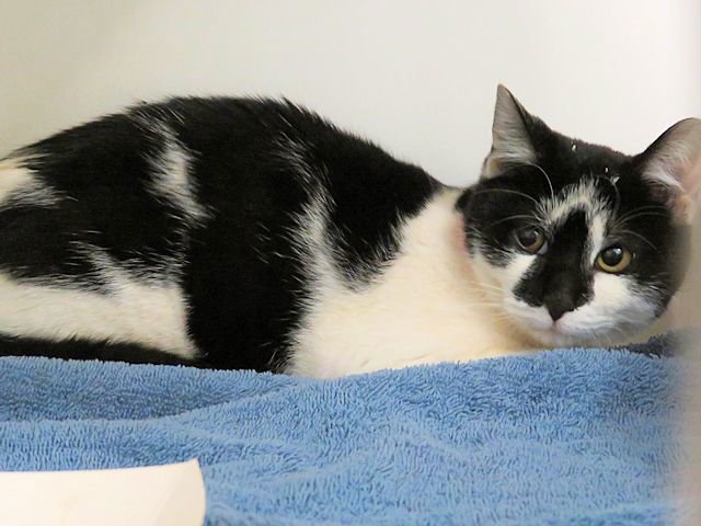 SNUGGLES - Domestic Short Hair available for adoption