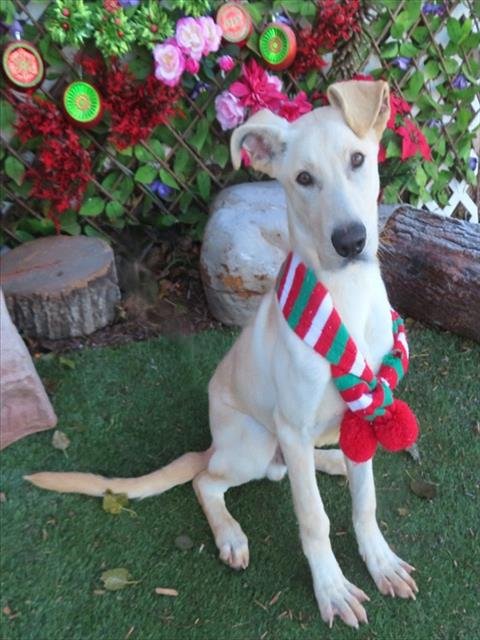 OATMEAL - German Shepherd Dog available for adoption