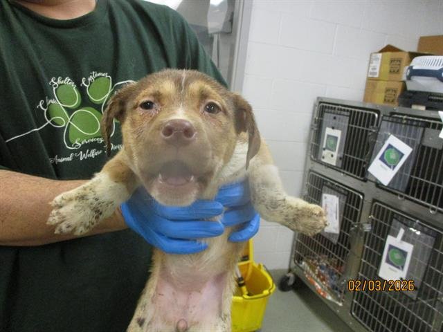 A469234 - Pit Bull Terrier available for adoption