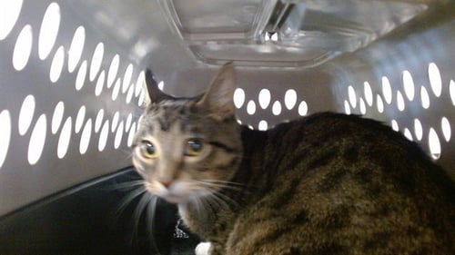 IRIS - Domestic Short Hair for adoption in Oklahoma City