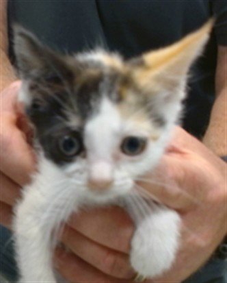 A475840 - Domestic Short Hair available for adoption
