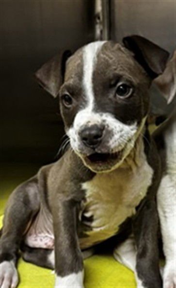 A468264 - American Pit Bull Terrier available for adoption