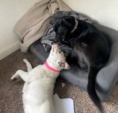 LILO - Pit Bull Terrier available for adoption