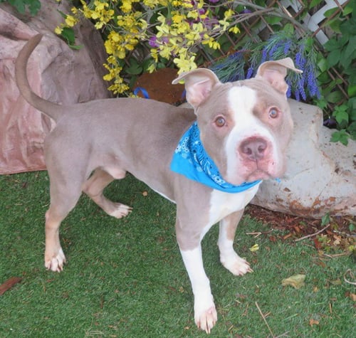 THUNDER - Pit Bull Terrier available for adoption