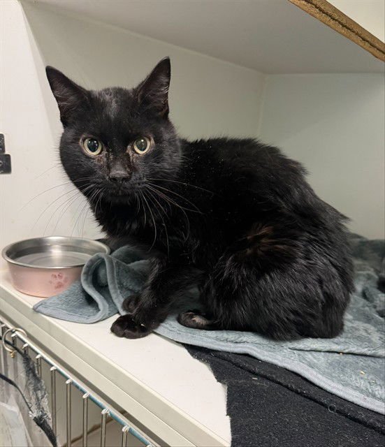 MIKEY - Domestic Short Hair for adoption in Oklahoma City