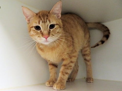 RUSSEL - Domestic Short Hair available for adoption