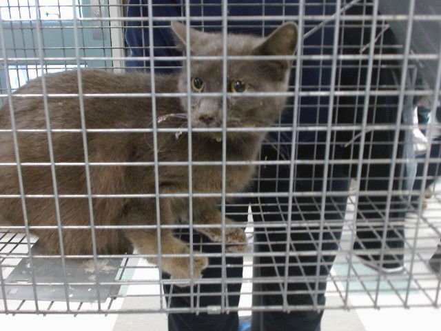 A468686 - Domestic Short Hair available for adoption