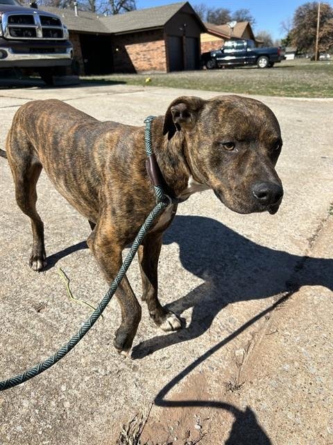 TRIPPER - Pit Bull Terrier available for adoption