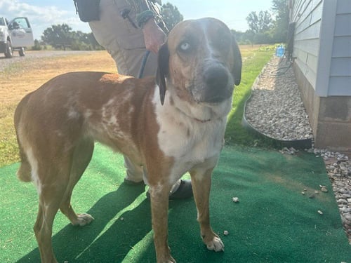A479582 - Catahoula Leopard Dog available for adoption