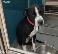 ROXY - Photo 1